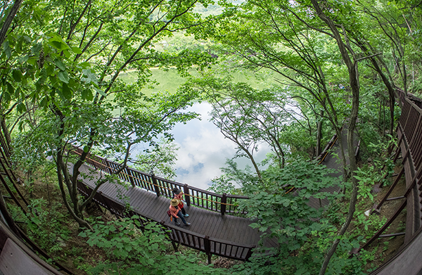 Forest trail